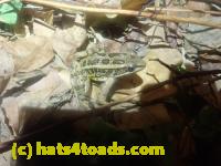 /home//u458753944/public_html/sourcegallery//Roxborough Toad Detour/2026/2026-03-11/P3111585.JPG